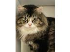 Adopt Clawford a Domestic Medium Hair