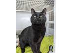 Adopt Diesel a Domestic Short Hair