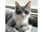 Adopt Little Dipper a Domestic Short Hair