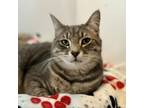 Adopt Stormy a Domestic Short Hair