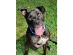 Adopt COMET a Terrier, Labrador Retriever