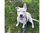 Adopt Aquilo a Pit Bull Terrier, Mixed Breed