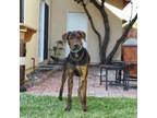 Adopt Rocky a Doberman Pinscher