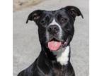 Adopt Willie a Boxer, Labrador Retriever