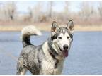 Adopt Koda a Husky, Alaskan Malamute