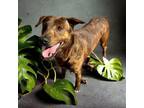 Adopt MANGO a American Staffordshire Terrier