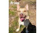 Adopt Prime a Husky, American Staffordshire Terrier