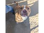 Adopt Rufus a Pit Bull Terrier, Mixed Breed