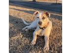 Adopt Buster a Terrier, Mixed Breed