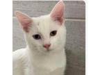 Adopt Willow Tree a Domestic Short Hair