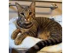 Adopt Walter a Domestic Short Hair, Tabby