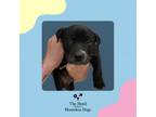 Adopt Kilo a Black Labrador Retriever