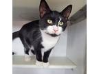 Adopt Dominos a Domestic Short Hair