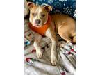 Adopt Donnie a Boxer, Pit Bull Terrier