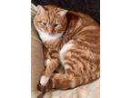 Adopt Junior a Domestic Short Hair, Tabby