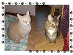 Adopt Bindi and Bo.BONDED PAIR a American Shorthair