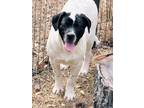 Adopt SARGE a Border Collie, Saint Bernard