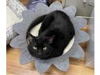 Adopt Doc a Domestic Short Hair