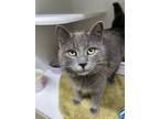 Adopt Obi a Domestic Short Hair