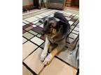 Adopt Jessie a Shepherd, German Shepherd Dog