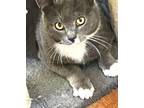 Adopt Smokey a Domestic Short Hair