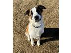 Adopt Falco a Saint Bernard