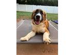 Adopt Mighty Duck a Saint Bernard