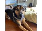 Adopt Riggs a German Shepherd Dog