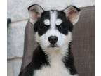 Adopt Astrol a Husky