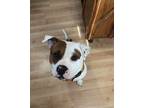 Adopt AC Sparta a Pit Bull Terrier