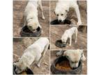 Adopt Mack a Great Pyrenees, Anatolian Shepherd