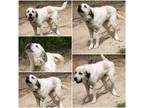 Adopt Mugsy a Great Pyrenees