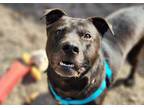 Adopt Lucius a Pit Bull Terrier, Mixed Breed