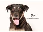 Adopt Bucky a German Shepherd Dog, Shepherd