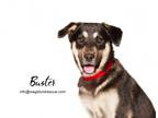 Adopt Buster a German Shepherd Dog, Shepherd