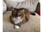 Adopt Rocky a Domestic Long Hair