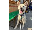 Adopt Crystal a Jindo