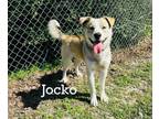 Adopt Jocko a Husky