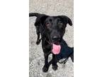 Adopt ASH a German Shepherd Dog, Labrador Retriever