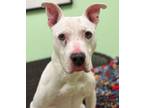 Adopt Chowder a Dogo Argentino