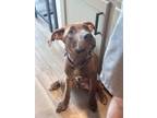 Adopt Tom Collins Happy Hour a Pit Bull Terrier, Mixed Breed