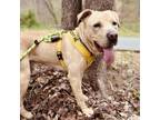 Adopt Forest a Yellow Labrador Retriever, Pit Bull Terrier