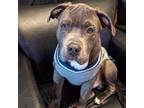 Adopt Bubbie a Pit Bull Terrier