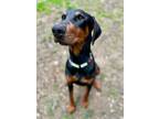 Adopt Buddy a Doberman Pinscher