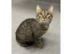 Adopt Buster a Domestic Short Hair