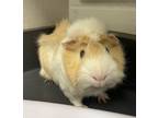 Adopt Snoop *bonded With Snoopy* a Guinea Pig