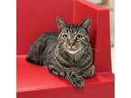 Adopt Teddy a Domestic Short Hair