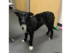 Adopt Batgirl a Border Collie, Shepherd