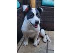 Adopt Damon a Border Collie, Rat Terrier