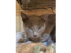 Adopt Elwood a Domestic Short Hair, Russian Blue